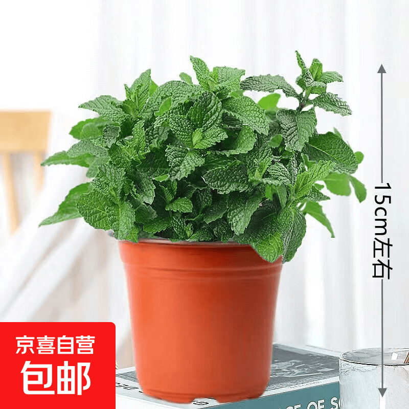 小盆薄荷(此选项不含盆)可食用 3.9元 - 86线报