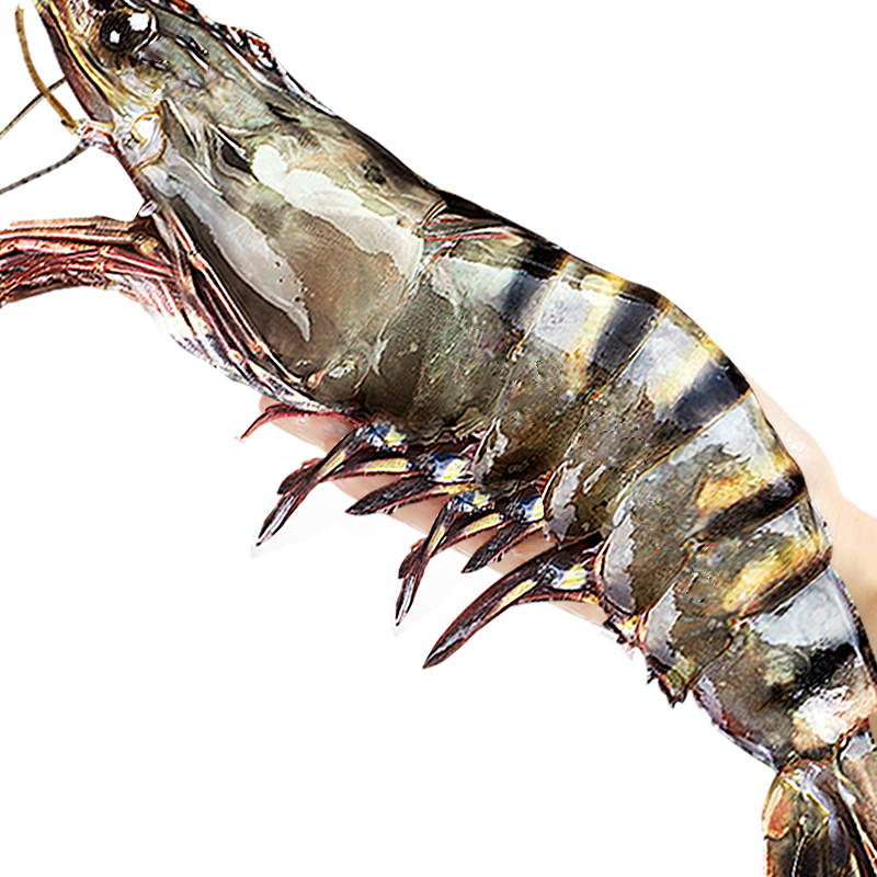 北海湾活冻黑虎虾19-21cm1000g 63元 - 86线报