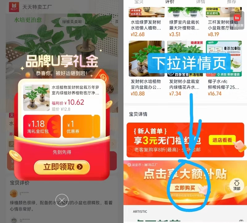 水培植物发财树盆栽2盆 9.8元 - 86线报