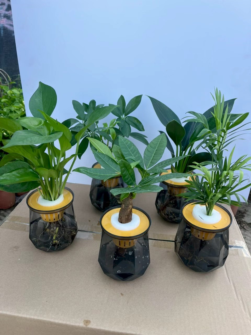 水培植物发财树盆栽2盆 9.8元 - 86线报