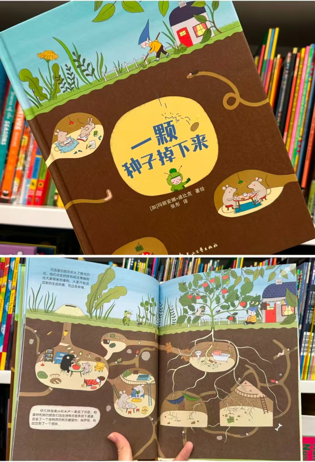 一颗种子掉下来 10.4元 - 线报酷