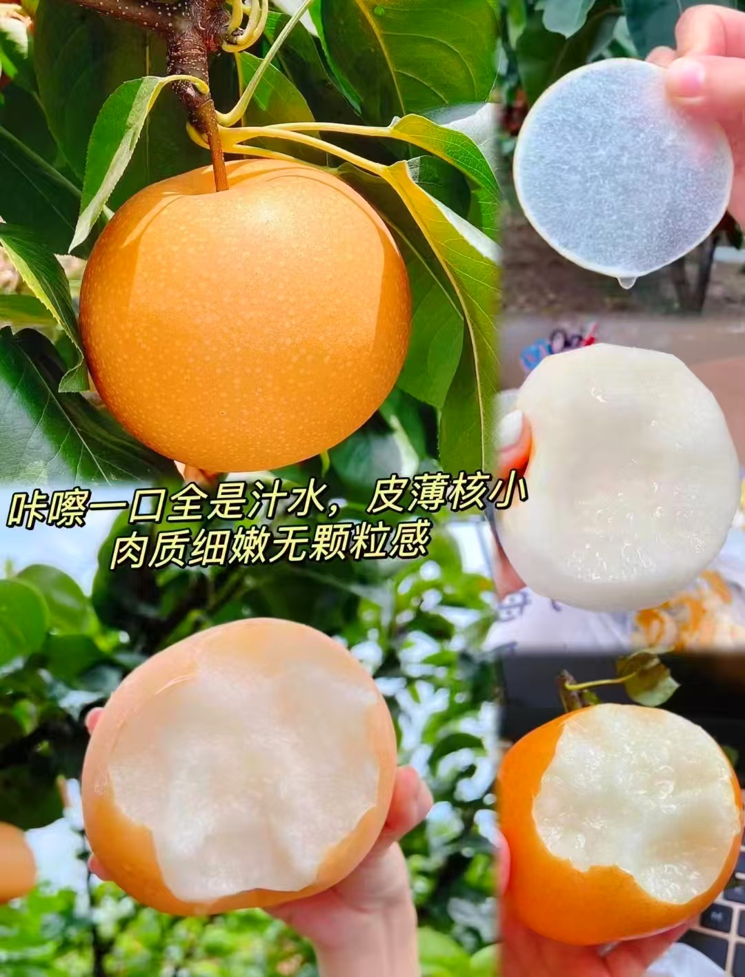 山东秋月梨礼盒单果350g+净重4.5斤 16.9元 - 86线报
