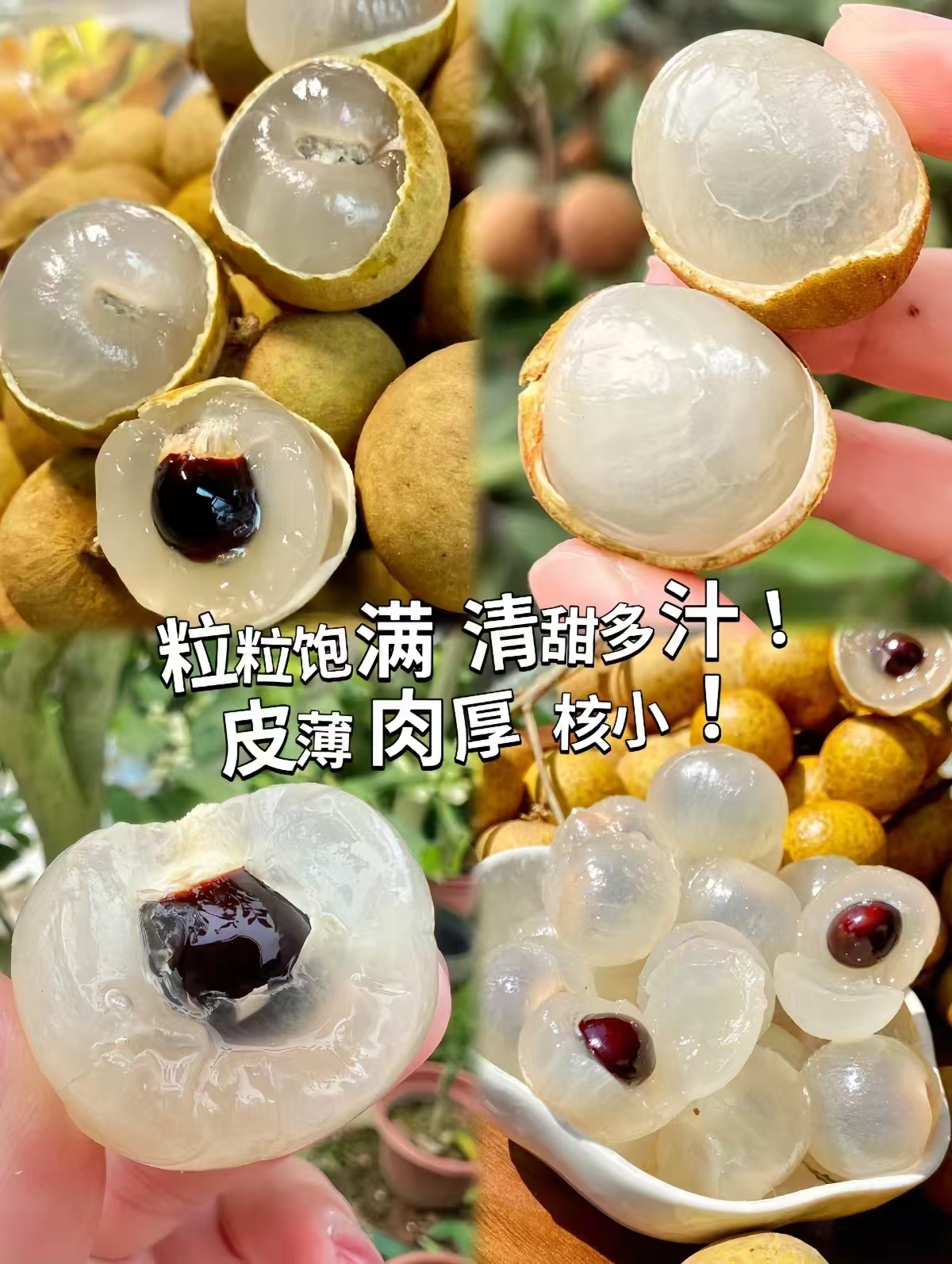 现摘新鲜龙眼带箱5斤 22.8元 - 线报酷