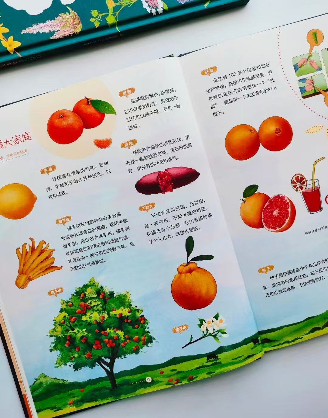 去野外 吃田间的美味果蔬精装大开本6-12岁 11.6元 - 86线报