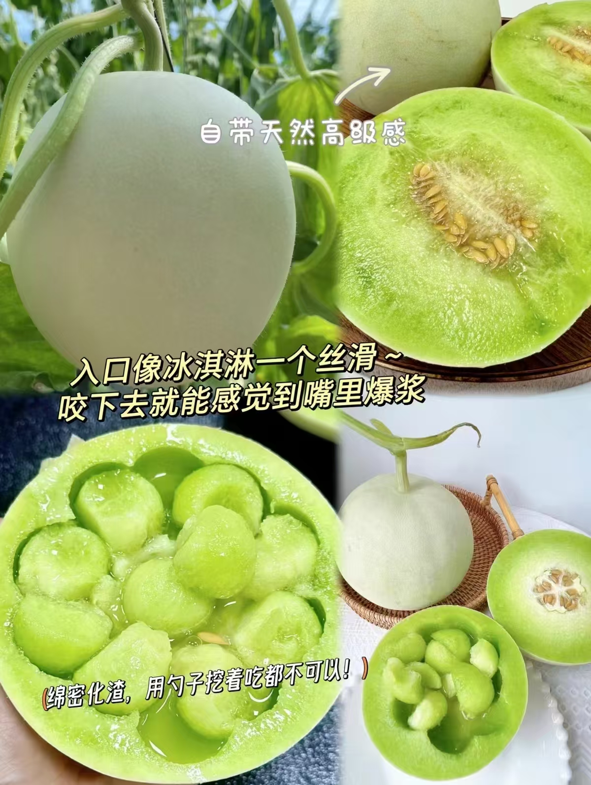 拼多多玉菇甜瓜当季鲜果头茬冰激凌口感软糯香甜皮薄肉厚爆甜多汁 15.5元 - 清风线报