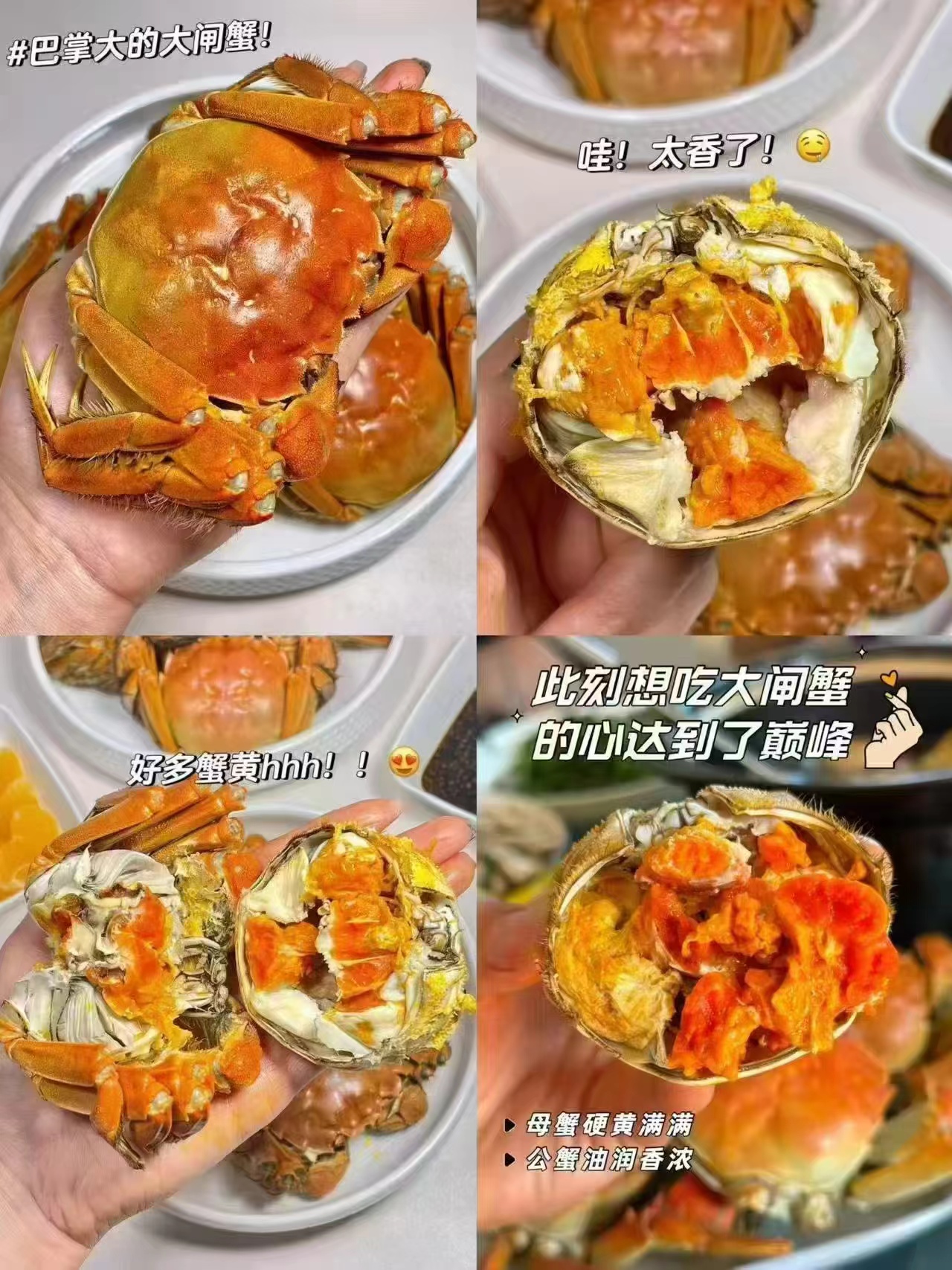 蟹太太大闸蟹提蟹卡8只装公4.0母2.5两各4只 208元 - 折送网