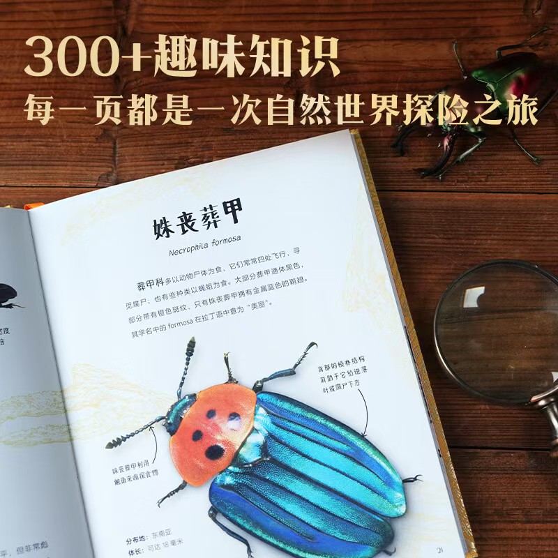 DK斑斓灵动的甲虫精装贈昆虫贴 37.5元 - 86线报