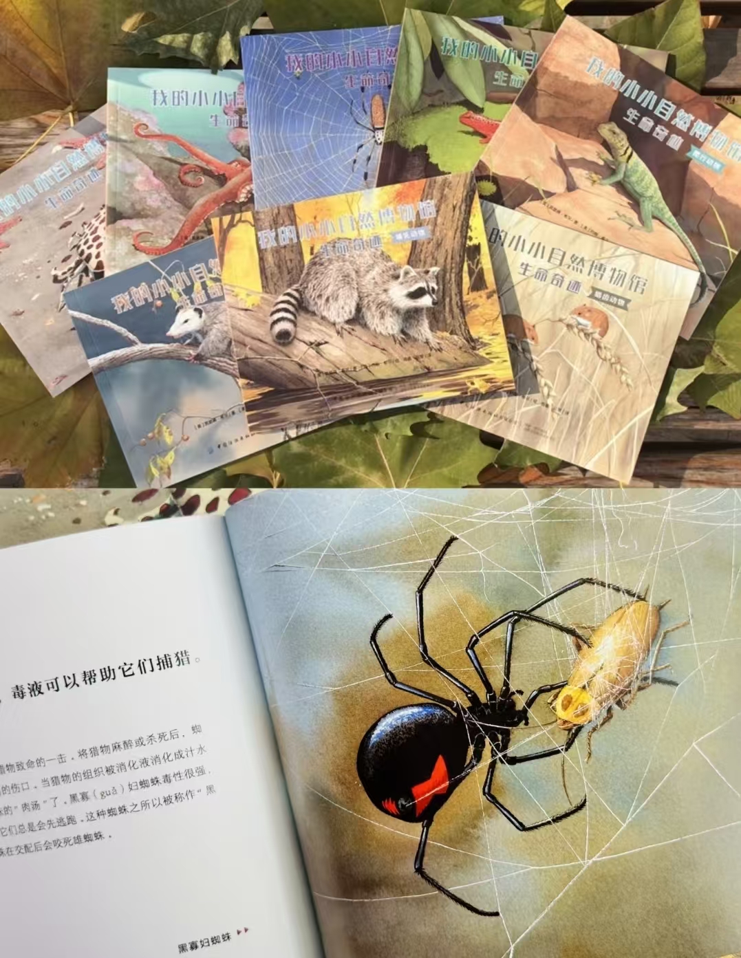 我的小小自然博物馆动物朋友8册 29.9元 - 86线报