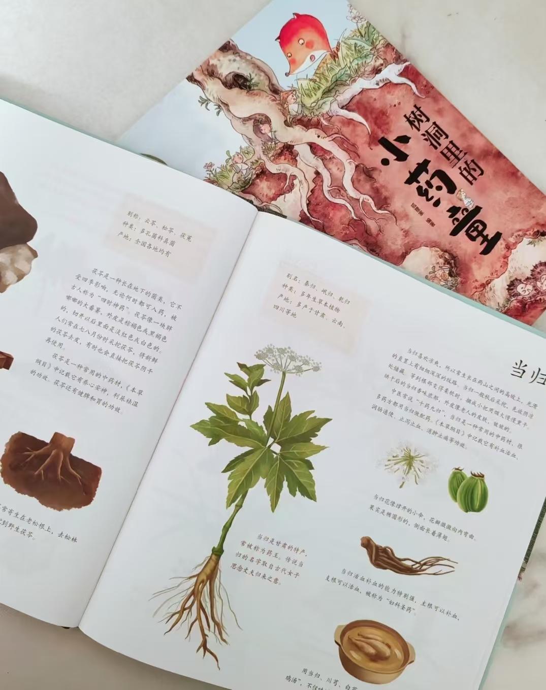 给孩子的神奇植物课树洞里的小药童 28.2元 - 线报酷