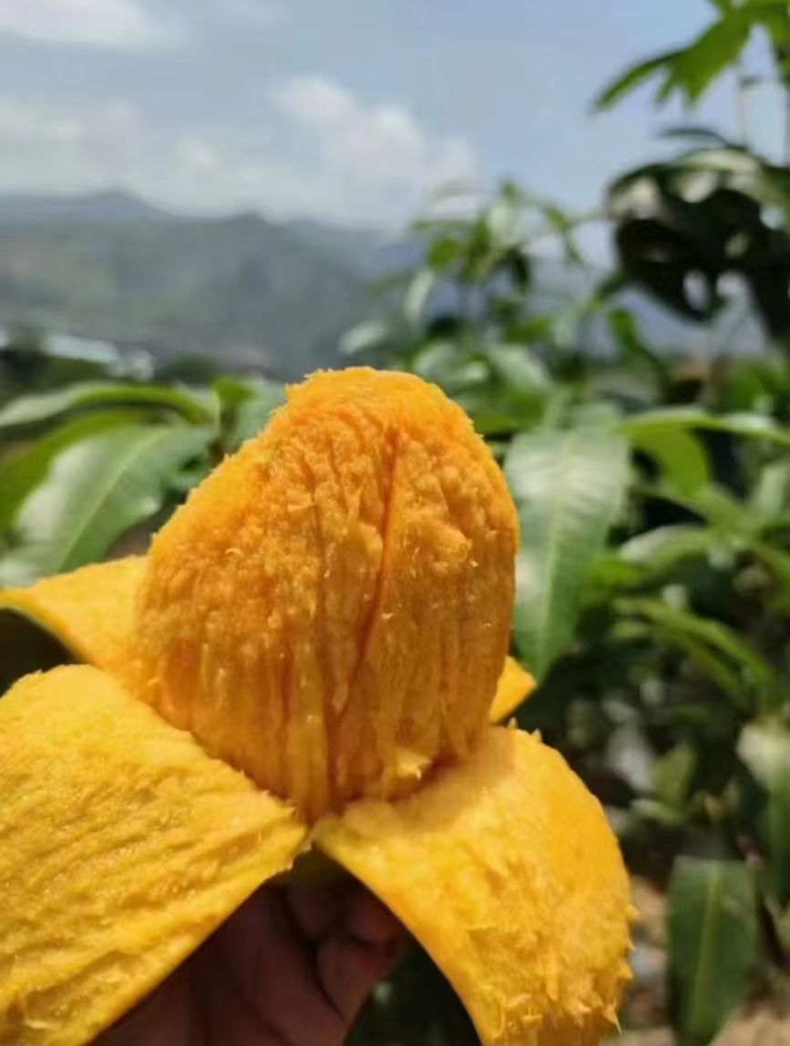 正宗攀枝花凯特芒果整箱5斤装 11.9元，正宗攀枝花凯特芒果9-10斤大果 17.9元 - 线报酷