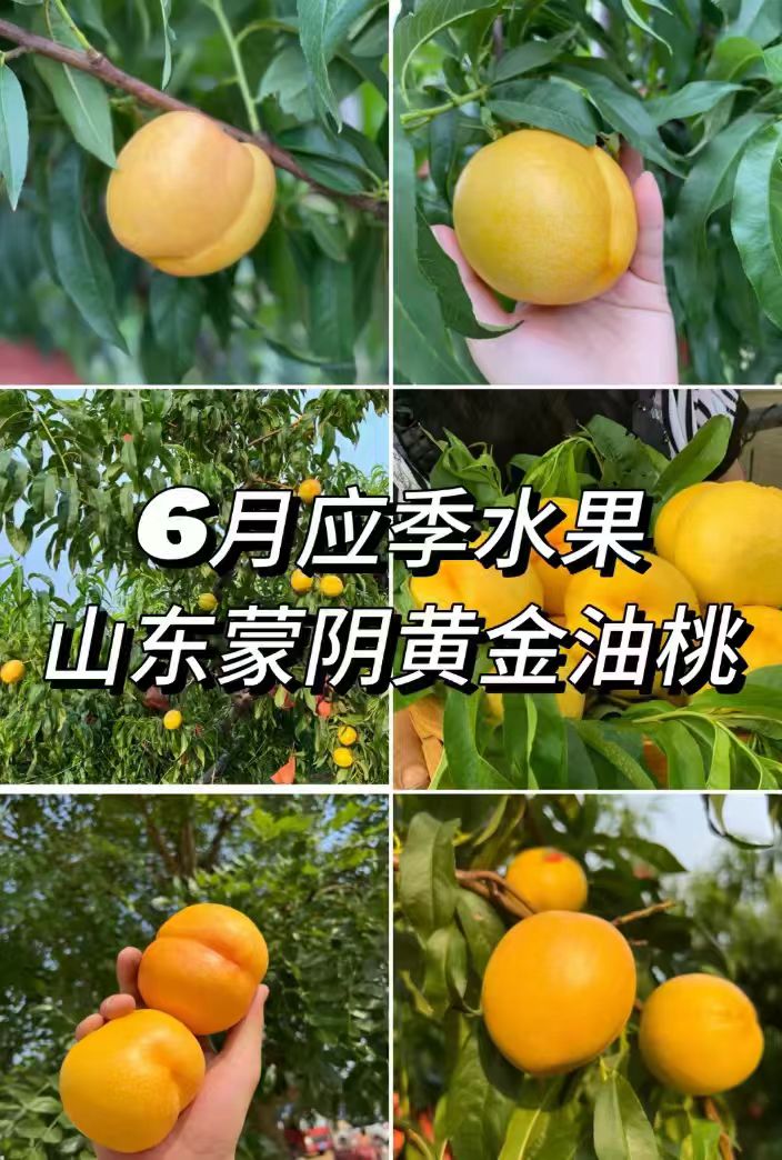 京觅山东蒙阴黄桃油桃2.5-3斤 17.9元，京觅山东蒙阴黄桃毛桃4.5斤 30.8元 - 86线报