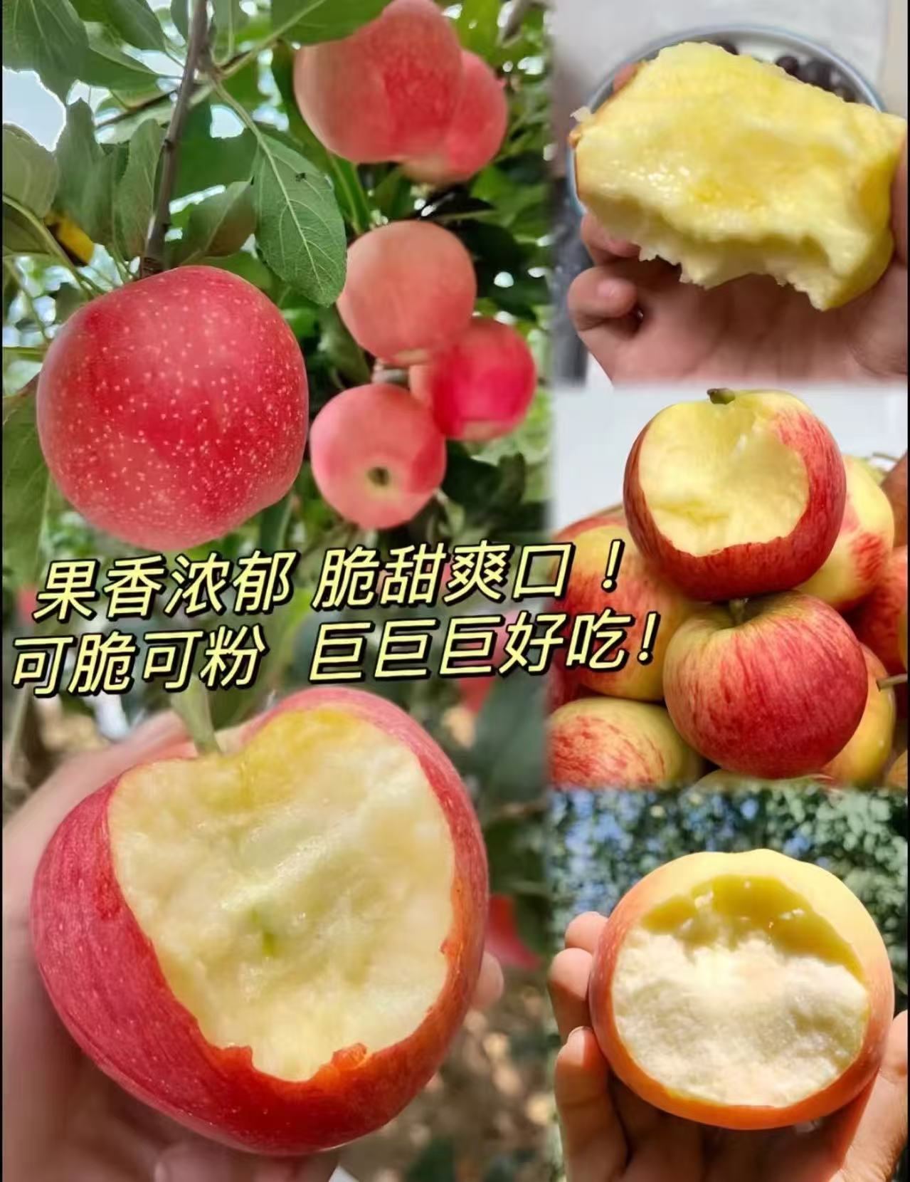 ⭕️顶端陕西洛川嘎啦苹果 💰39.9🉐15枚禮盒装‼️ - 线报酷