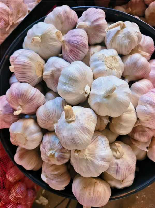 宝菜紫皮大蒜头40头共1600g 18.9元 - 折送网