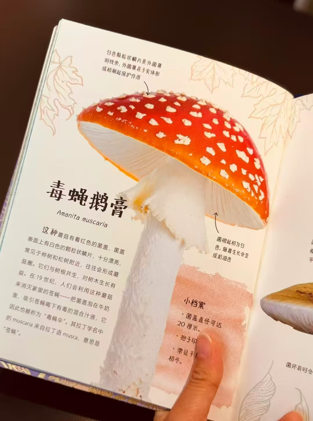 DK珍奇博物馆合集任选2册 43.2元 - 线报酷