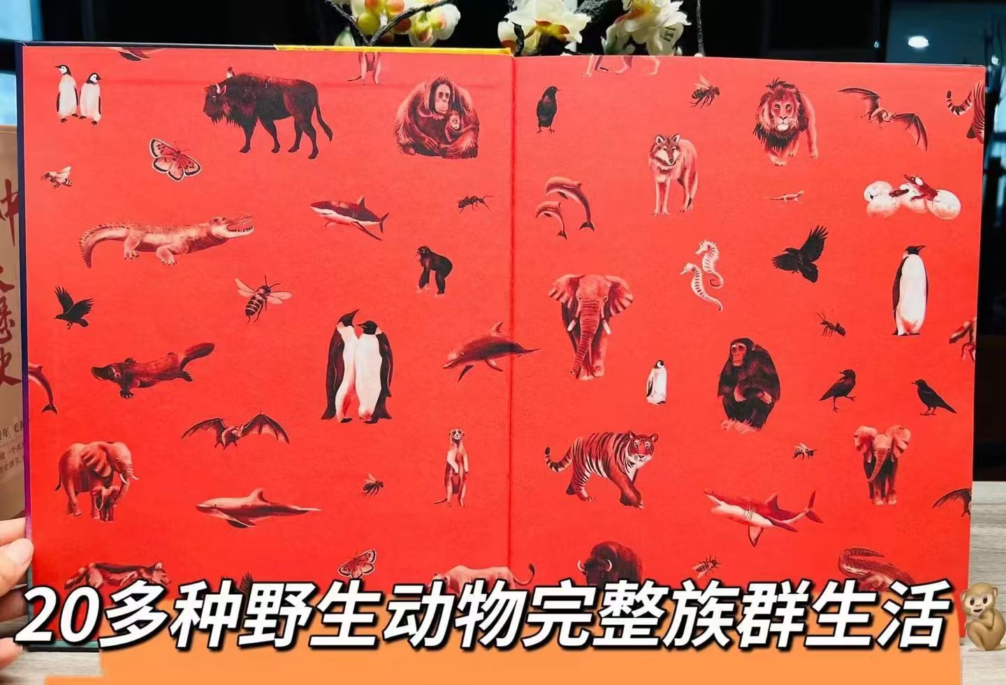 DK动物家族 17.5元 - 86线报