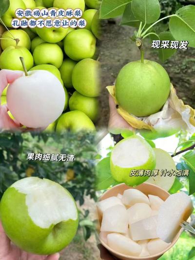 砀山正宗当季现摘酥梨带箱5斤 12.6元 - 86线报