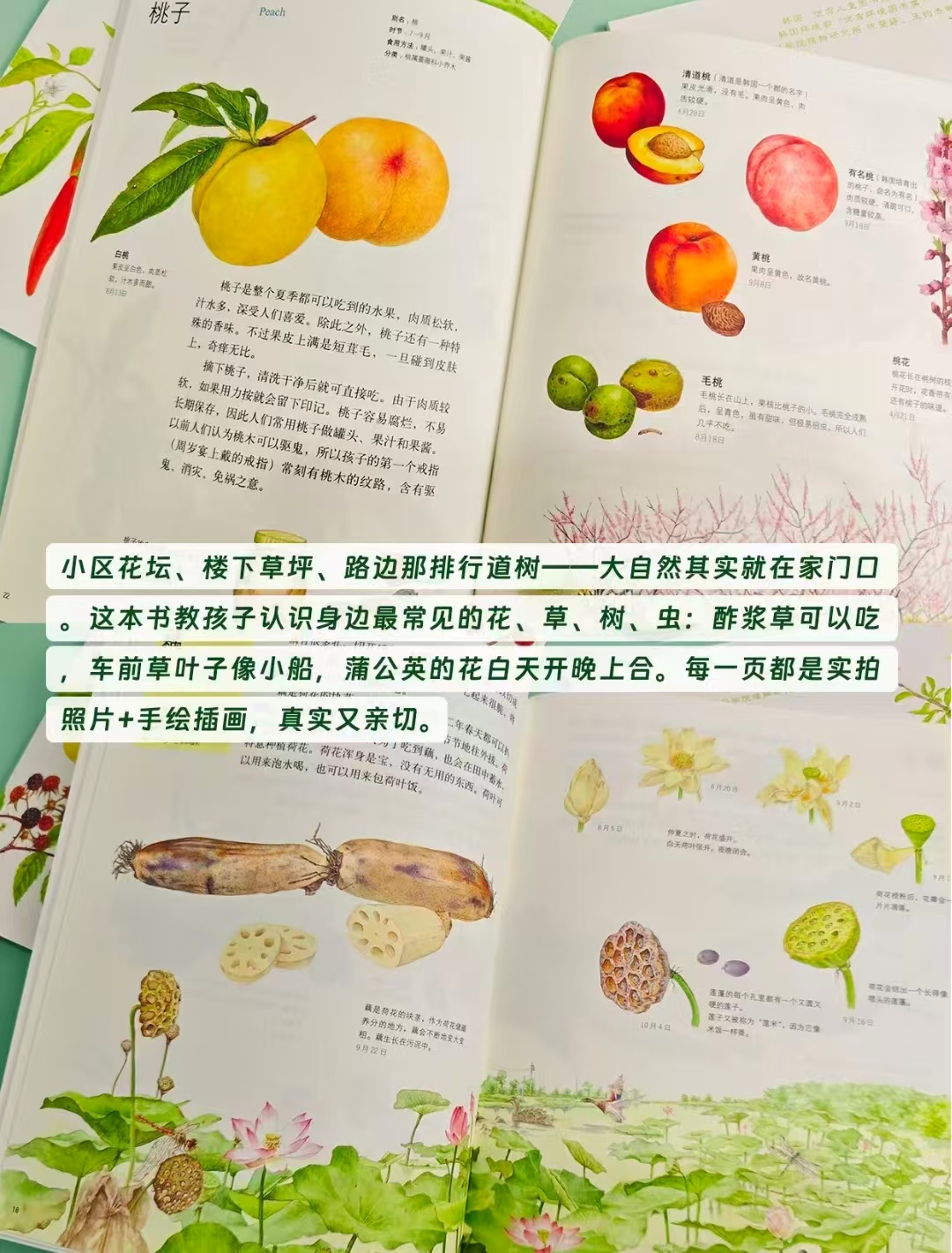 我家门外的自然课4册 40元 - 86线报