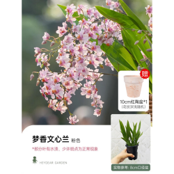 海蒂的花园梦香文心兰粉色8cm盆盆栽 15.59元 - 86线报