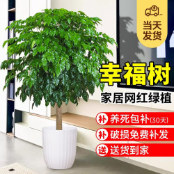 爱优尚幸福树盆栽棒棒糖1.1-1.3米圆形竖纹盆 103.01元 - 86线报