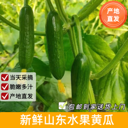 京鲜生山东荷兰水果黄瓜5斤装 10.9元 - 线报酷 京鲜生山东荷兰水果黄瓜5斤装 10.9元 - 线报酷