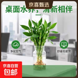 迷你富贵竹龙竹观音竹节节高小号盆栽室内水养桌面办公室带根绿植不带根须 2.77元 - 86线报