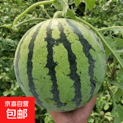 美都精品麒麟西瓜冰糖心新鲜应季麒麟瓜脆甜薄皮多汁水果5-6斤 11.7元 - 86线报
