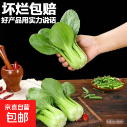 上海青新鲜小油菜现摘青菜鲜嫩小白菜农家自种蔬菜当季时令青安徽小青菜带箱2斤净重1.6斤 4.99元 - 86线报