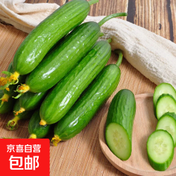 山东荷兰水果黄瓜青瓜现摘现发蔬菜水果鲜甜可口产地直发无刺小黄瓜净重4.5斤 2件 14元 - 86线报