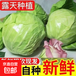京喜新鲜包菜卷心菜1.5-2斤带箱 2.89元 - 线报酷