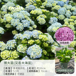 塔莎的花园大花绣球花盆栽庭院阳台花卉盆栽好养室外落跑新娘妖精吻博大蓝 4.95元 - 86线报