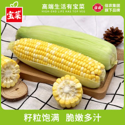 宝菜玉米云南新鲜金银玉米带皮水果玉米棒低脂减肥早餐直发整箱包邮净重3斤 9.9元 - 线报酷