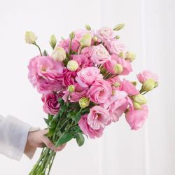 一网情深洋桔梗鲜花插花云南昆明直发家庭水养真混色鲜切小花束手捧花百搭 18.9元 - 86线报