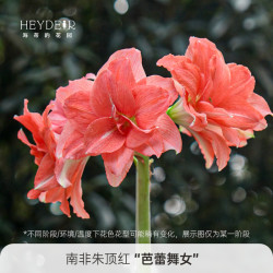 海蒂的花园南非朱顶红进口南非朱顶红芭蕾舞女16/18 9.4元 - 86线报