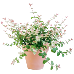 海蒂的花园花叶络石盆栽14cm含盆 9.90元 - 86线报