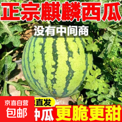 正宗麒麟冰糖西瓜5-6斤带箱 9.9元 - 86线报