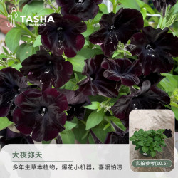 塔莎的花园矮牵牛花苗盆栽大夜弥天120带盆栽好 15.73元 - 86线报