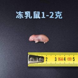 爬将军顺丰冰冻乳鼠爬宠食物小白鼠冰冻鼠无菌红皮乳鼠喂蛇老鼠喂蛇料 12.42元 - 86线报