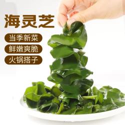 鲜窝窝海灵芝500g海木耳新鲜海白菜海藻裙带菜凉拌菜火锅食材麻辣烫 8.91元 - 86线报