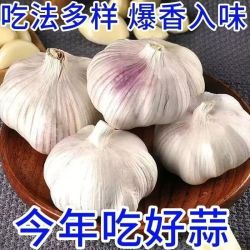 2026新鲜干大蒜正宗山东新干大蒜大蒜紫皮大蒜产地直发蒜香十足带箱五斤 17.90元 - 86线报