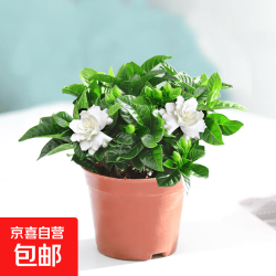 京喜生活鲜花栀子花阳台盆栽带花苞大叶老桩浓香牡丹带花发货卉植物1丛生栀子花+简易盆 5.97元 - 86线报
