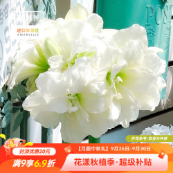 虹越南非朱顶红种球阿弗雷20/24cm1球 13.31元 - 86线报