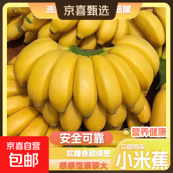 京喜加正宗广西小米蕉现摘现发新鲜水果香蕉小芭蕉薄皮甜糯源头直发带箱9斤净重8.3斤 16.9元 - 86线报