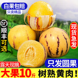 南芒人参果新鲜水果黄肉树上熟云南石林旗舰店人生果水果当季新鲜整箱 7.65元 - 线报酷 南芒人参果新鲜水果黄肉树上熟云南石林旗舰店人生果水果当季新鲜整箱 7.65元 - 线报酷