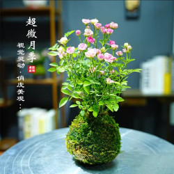 艾莹四季开花迷你小盆栽 11.88元 - 86线报