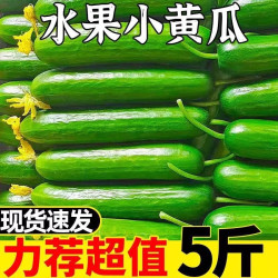 现摘水果黄瓜新鲜生吃小黄瓜包邮青瓜旱脆嫩清甜白玉花瓜蔬菜3斤 10.8元 - 86线报