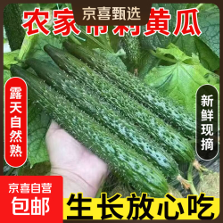 夏邑密刺黄瓜5斤净重4.6斤 8.99元 - 86线报
