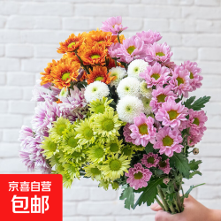 京喜混色小雏菊5枝长度50-60CM38女神妇女节礼物1份 8.5元 - 86线报