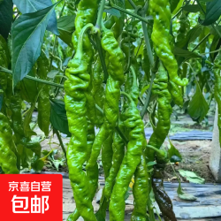 江新鲜薄皮螺丝椒口感脆嫩螺丝椒5斤 6.99元 - 86线报
