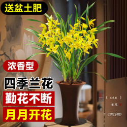 劉閣蘭花金秋岁月2苗带盆土肥 6.49元 - 86线报