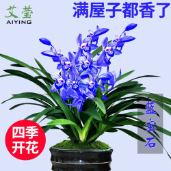艾莹四季兰花苗兰宝石中矮种夏带花苞出售浓香花卉新手好养盆栽蓝宝石5苗 15.05元 - 折送网